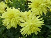 Dahlia   'Radka'  Dahlia flowers