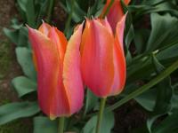 Tulipa (Tulipán 'Big Brother' - Jednoduché pozdní tulipány)
