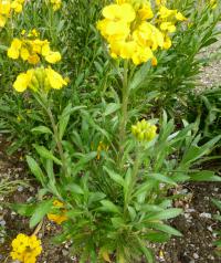 Erysimum cheiri   'Cloth of Gold'  Wallflower plant