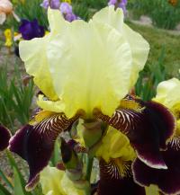 Iris barbata    'Valganza'  Bearded Iris flowers
