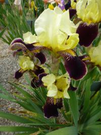 Kosatec 'Valganza' - Vysoké bradaté kosatce