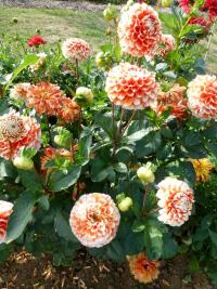 Dahlia 'Luan' Dahlia plant Dahlia 'Luan' Dahlia plant