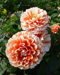 Dahlia 'Luan' Dahlia flowers Dahlia 'Luan' Dahlia flowers