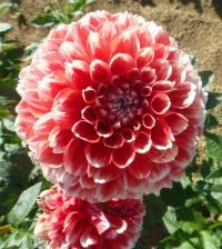 Dahlia 'Luan' Dahlia flowers Dahlia 'Luan' Dahlia flowers