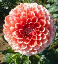 Dahlia 'Luan' Dahlia flowers Dahlia 'Luan' Dahlia flowers