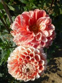 Dahlia 'Luan' Dahlia flowers Dahlia 'Luan' Dahlia flowers