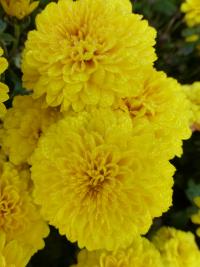 Chrysanthemum x morifolium       'Flavie'  Chrysanthemum flowers