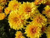 Chrysanthemum x morifolium 'Slavěna' Chrysanthemum flowers Chrysanthemum x morifolium 'Slavěna' Chrysanthemum flowers