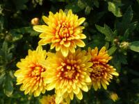 Chrysanthemum x morifolium 'Slavěna' Chrysanthemum flowers Chrysanthemum x morifolium 'Slavěna' Chrysanthemum flowers