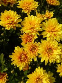 Chrysanthemum x morifolium 'Slavěna' Chrysanthemum flowers Chrysanthemum x morifolium 'Slavěna' Chrysanthemum flowers