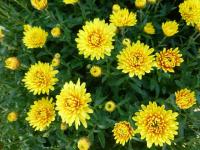 Chrysanthemum x morifolium 'Slavěna' Chrysanthemum plant Chrysanthemum x morifolium 'Slavěna' Chrysanthemum plant