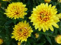 Chrysanthemum x morifolium 'Slavěna' Chrysanthemum flowers Chrysanthemum x morifolium 'Slavěna' Chrysanthemum flowers