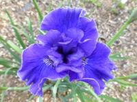 Iris sibirica    'Plissée'  Siberian Iris flowers