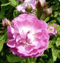Rosa    'Geschwind's Nordlandrose'  Rose flowers