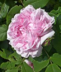 Rosa       'Jacques Cartier'  Rose flowers