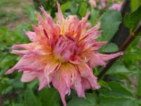 Dahlia (Jiřinka 'Cebu')