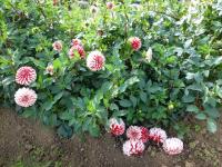 Dahlia 'Santa's Helper'  Dahlia plant