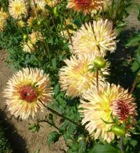 Dahlia  'Babovřesky'  Dahlia plant