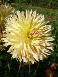 Dahlia        'Babovřesky'  Dahlia flowers