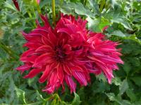 Dahlia   'Bangkok'  Dahlia flowers