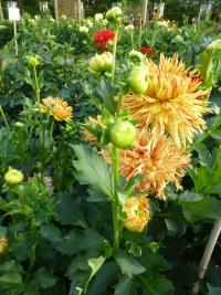 Dahlia  'Hollyhill 6-in-1'  Dahlia plant