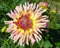 Dahlia      'Luděk Vele'  Dahlia flowers