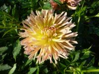 Dahlia   'Luděk Vele'  Dahlia flowers