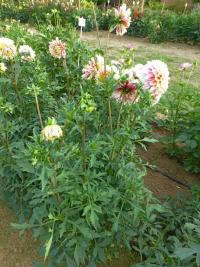 Dahlia (Jiřinka 'Polka')