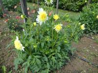 Dahlia (Jiřinka 'Freya's Paso Doble' - Anemonkovité jiřinky)