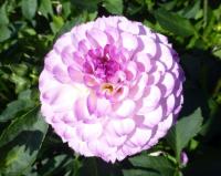 Dahlia        'Treby Dainty'  Dahlia flowers