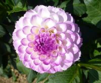 Dahlia         'Treby Dainty'  Dahlia flowers