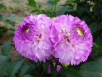 Dahlia     'Treby Dainty'  Dahlia flowers