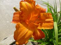 Hemerocallis (Denivka 'Mauna Loa')