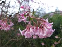 Viburnum farreri (Kalina vonná)