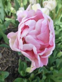 Tulipa          'Angelique'  Tulip flowers