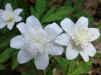 Anemone nemorosa (Sasanka hajní 'Flore Pleno')