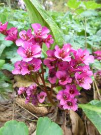 Bergénie 'Margery Fish'