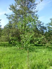 Betula papyrifera (Bříza papírovitá 'Renci' - habitus)
