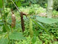 Betula papyrifera var kenaica (Bříza papírovitá - větévka s listy a jehnědy)