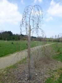 Betula pendula var obscura (Bříza bělokorá tmavá - habitus)