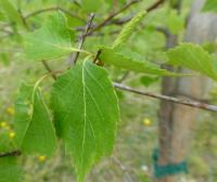 Betula pendula var obscura (Bříza bělokorá tmavá - větévky s listy a jehnědy)