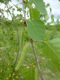 Betula pendula var obscura (Bříza bělokorá tmavá - větévky s listy a jehnědy)