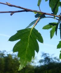 Betula pendula (Bříza bělokorá 'Birkalensis')