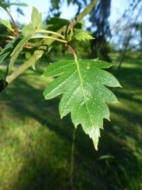 Betula pendula (Bříza bělokorá 'Birkalensis')