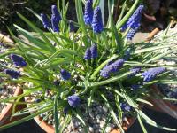 Muscari armeniacum (Modřenec arménský 'Alida')