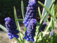 Muscari armeniacum (Modřenec arménský 'Alida')