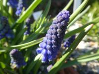 Muscari armeniacum (Modřenec arménský 'Alida')