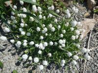 Muscari aucheri (Modřenec Aucherův 'White Magic')