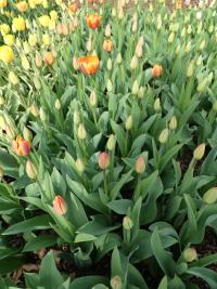 Tulipa (Tulipán 'Apeldoorn's Elite' - Darwin hybridy)