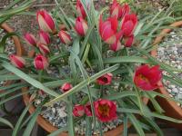 Tulipa humilis var pulchella (Tulipán nízký 'Rosea')